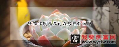 多肉40度高温可以放在外面吗