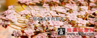 阿伦培多肉别名