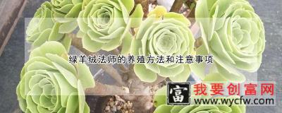 绿羊绒法师的养殖方法和注意事项