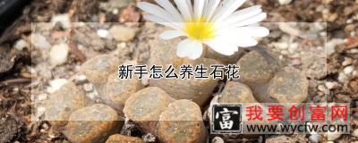 新手怎么养生石花