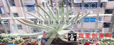 爱杜丽丝多肉怎么养