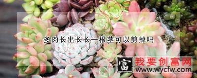 多肉长出长长一根茎可以剪掉吗