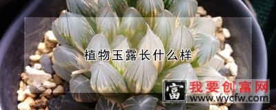 植物玉露长什么样