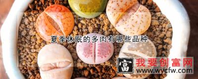 夏季休眠的多肉有哪些品种