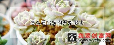 怎么看出多肉开始缀化