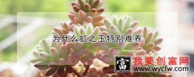 为什么虹之玉特别难养