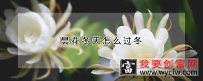 昙花冬天怎么过冬