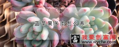 蓝苹果多肉怎么养