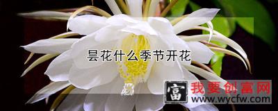 昙花什么季节开花