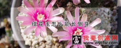 绯花玉怎么能长侧芽