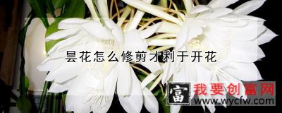 昙花怎么修剪才利于开花