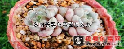 多肉长黑色霉菌怎么办