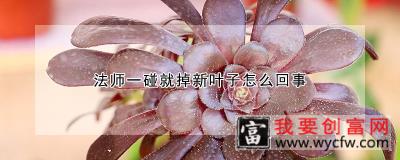 法师一碰就掉新叶子怎么回事