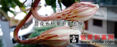 昙花长杆要不要去掉