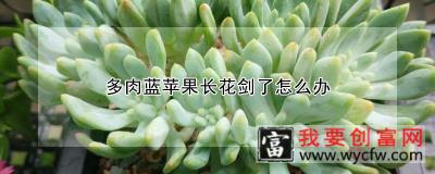 多肉蓝苹果长花剑了怎么办