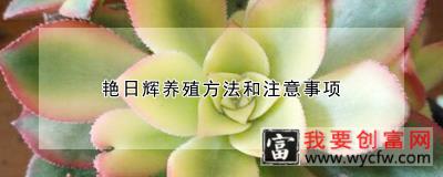 艳日辉养殖方法和注意事项