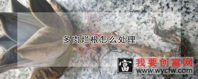 多肉烂根怎么处理