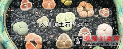 怎么判断生石花死了