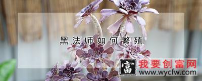 黑法师如何繁殖