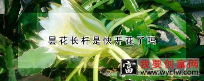 昙花长杆是快开花了吗