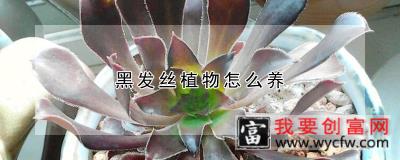 黑发丝植物怎么养