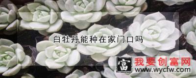 白牡丹能种在家门口吗