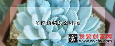 多肉植物怎么叶插