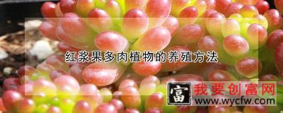 红浆果多肉植物的<a href=https://www.wycfw.com/e/tags/?tagid=63 target=_blank class=infotextkey><a href=https://www.wycfw.com/yangzhi/ target=_blank class=infotextkey>养殖</a></a>方法