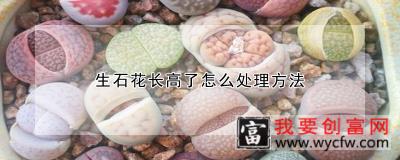 生石花长高了怎么处理方法