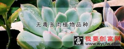 无毒多肉植物品种