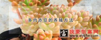 多肉赤豆的养殖方法