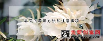 昙花的养殖方法和注意事项