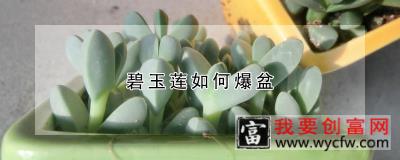 碧玉莲如何爆盆