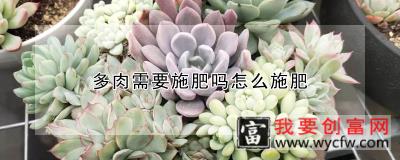 多肉需要施肥吗怎么施肥