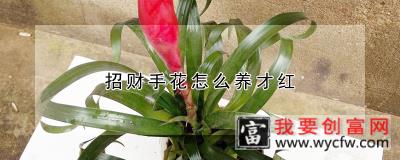 招财手花怎么养才红