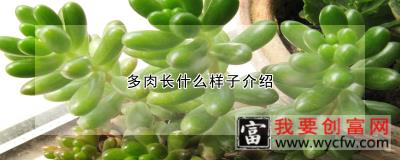 多肉长什么样子介绍