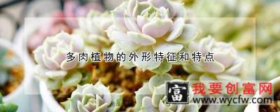 多肉植物的外形特征和特点