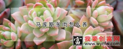 马库斯多肉怎么养