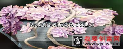 多肉悬崖老桩怎么栽怎么固定