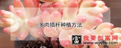 多肉插杆种植方法