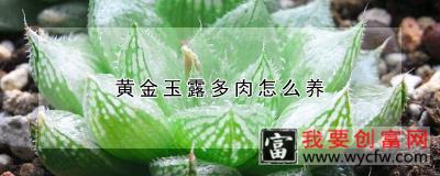 黄金玉露多肉怎么养