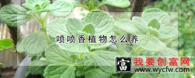 喷喷香植物怎么养