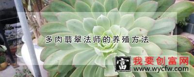 多肉翡翠法师的养殖方法