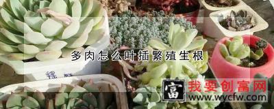 多肉怎么叶插繁殖生根