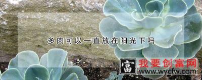 多肉可以一直放在阳光下吗