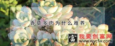 香草多肉为什么难养