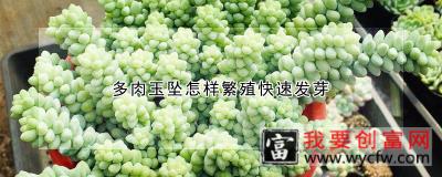 多肉玉坠怎样繁殖快速发芽