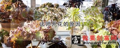 法师开花的原因