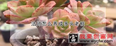 法师怎么养成多头老桩