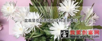 盆栽昙花的养殖方法和注意事项